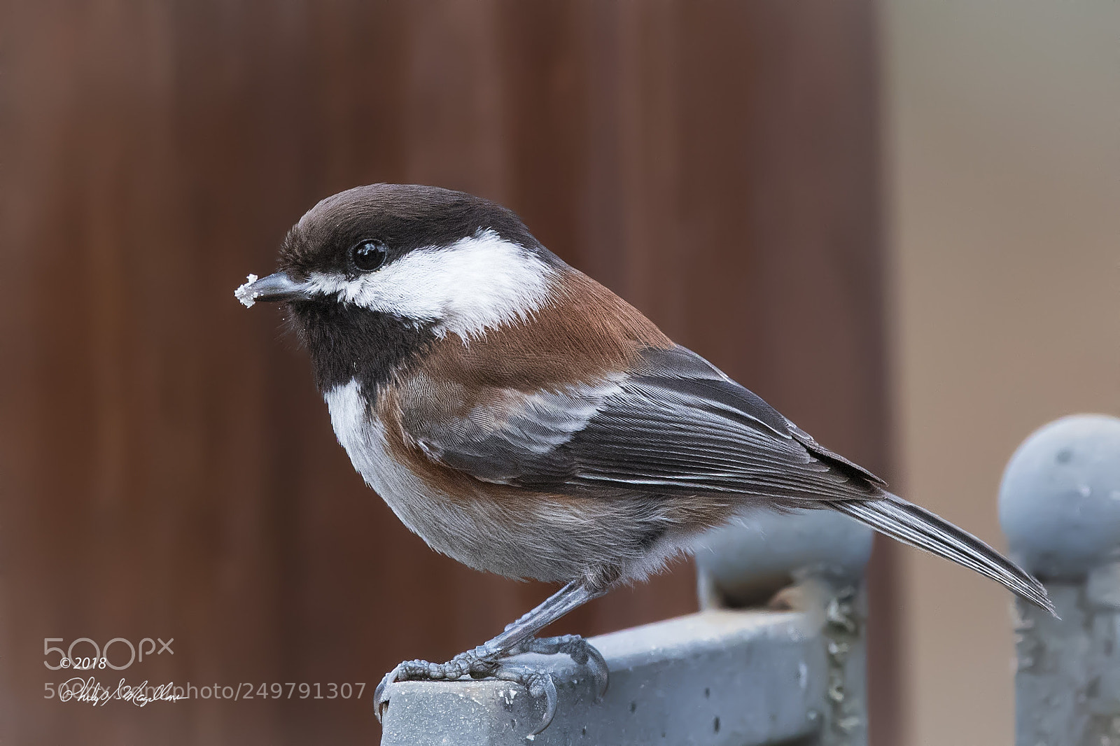 Nikon D500 sample photo. Chestnut backed chickadee photography