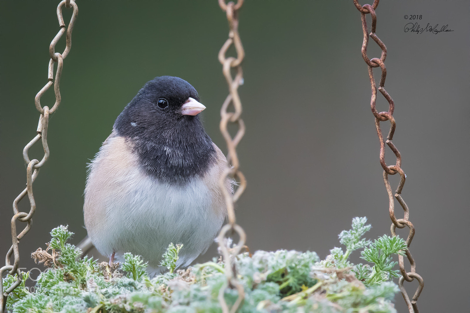 Nikon D500 sample photo. Dark eyed junco photography