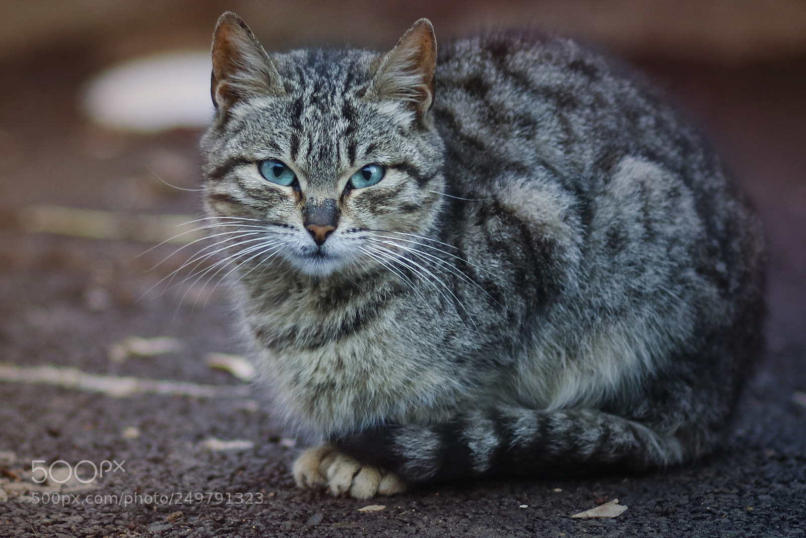 Canon EOS M3 sample photo. Cat photography
