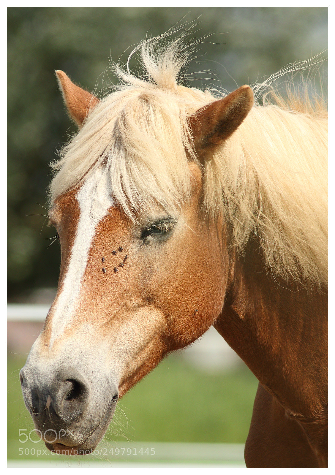 Canon EOS 70D sample photo. Horse photography