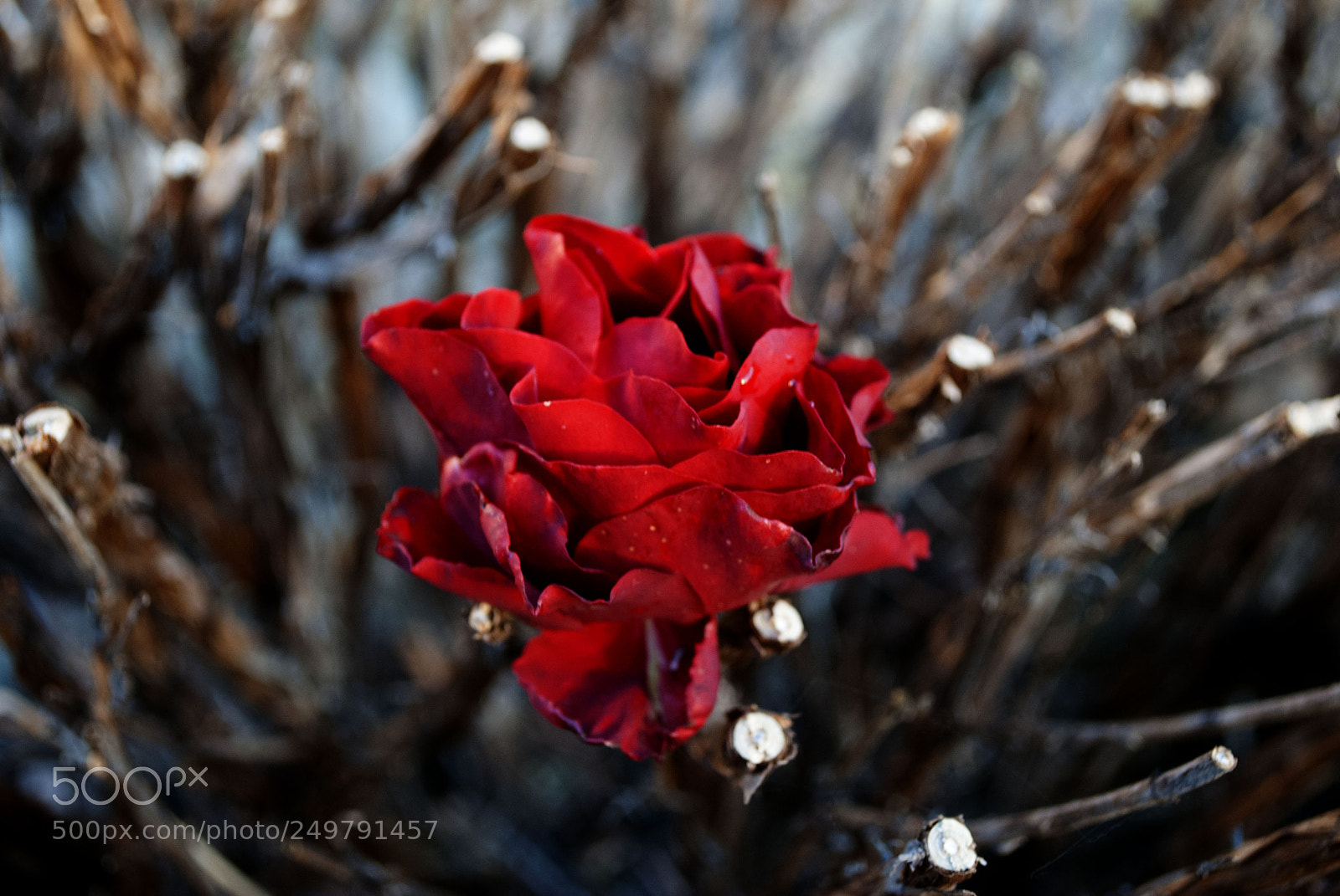 Nikon D3000 sample photo. Flowers photography