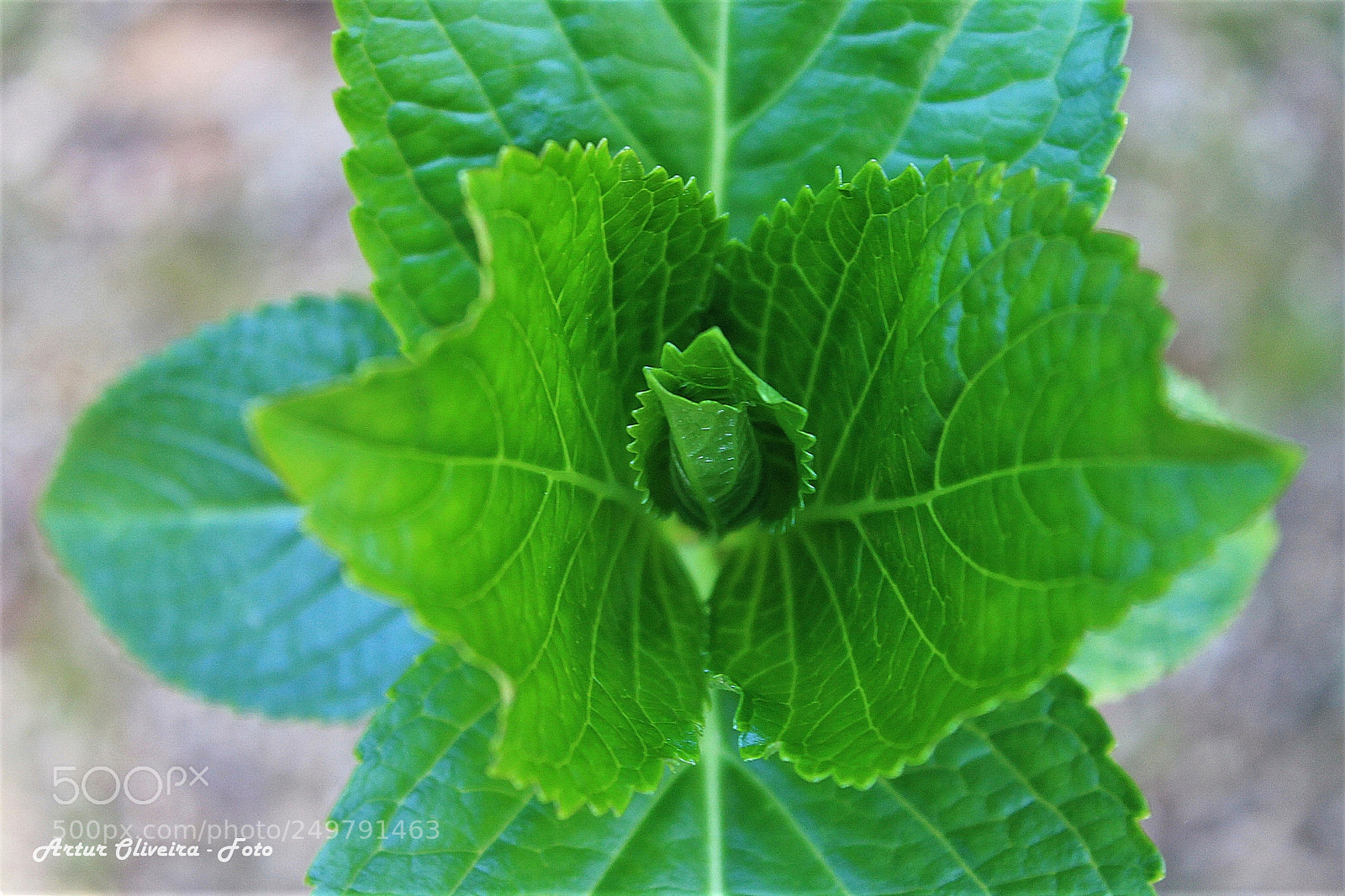 Canon EOS 1100D (EOS Rebel T3 / EOS Kiss X50) sample photo. Green photography