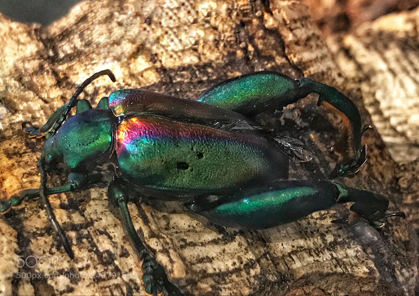 Apple iPhone 7 sample photo. Frog beetle photography
