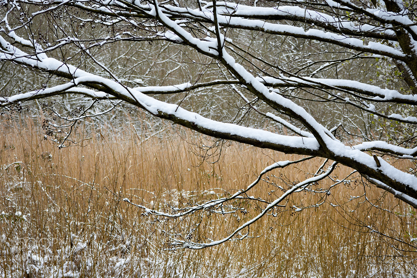 Nikon D7100 sample photo. A cold day photography