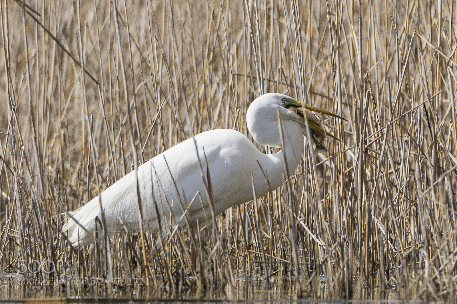 Canon EOS 7D Mark II sample photo. Airone photography