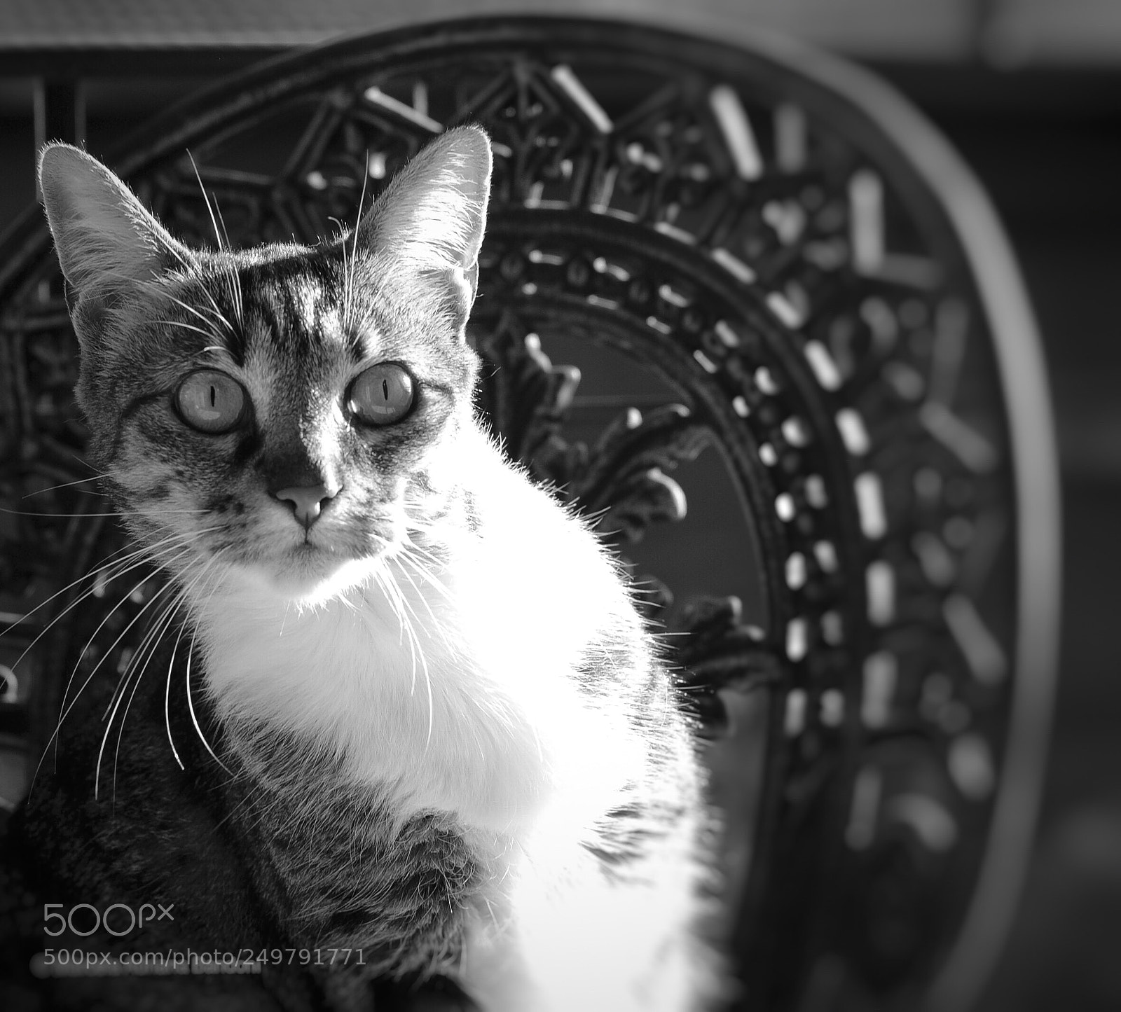 Nikon D3000 sample photo. Curiosity photography