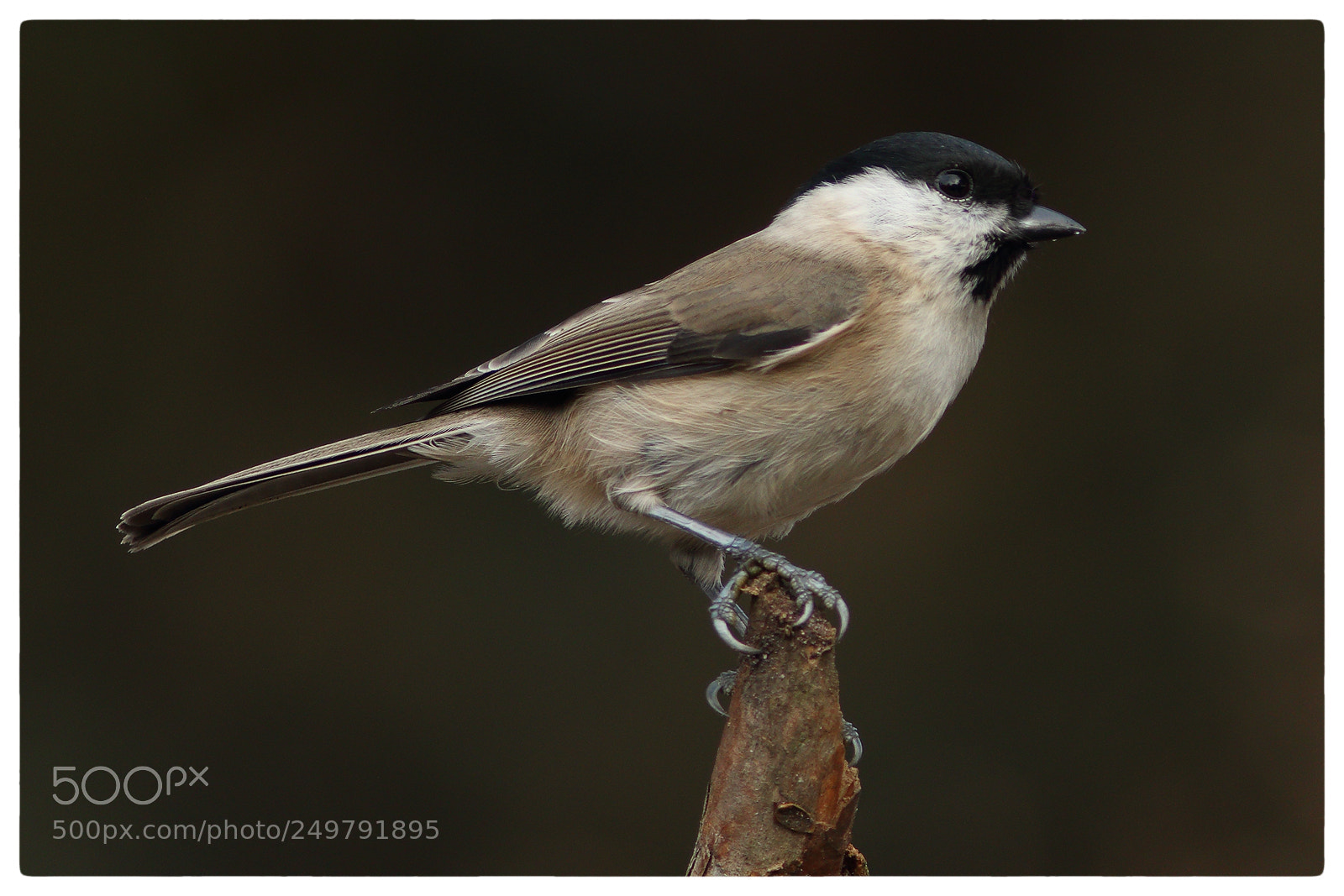 Canon EOS 70D sample photo. Willow tit photography