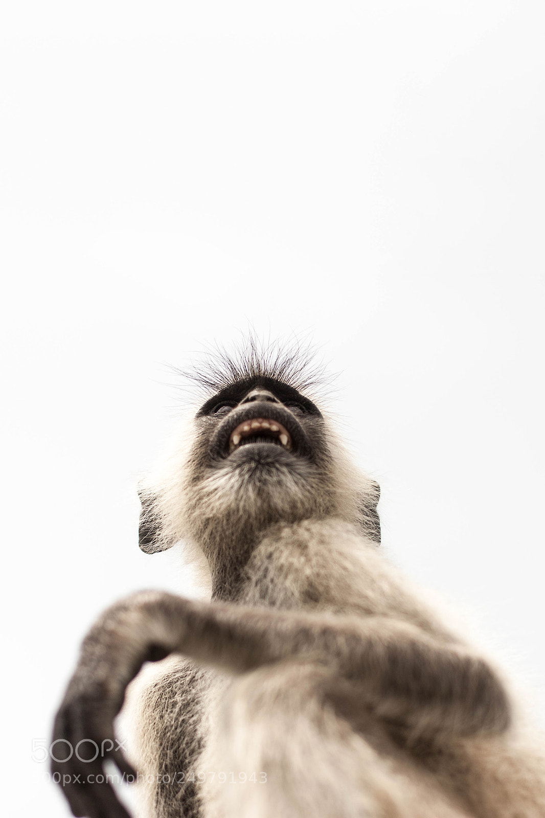 Canon EOS 500D (EOS Rebel T1i / EOS Kiss X3) sample photo. Gray langur (semnopithecus dussumieri) photography