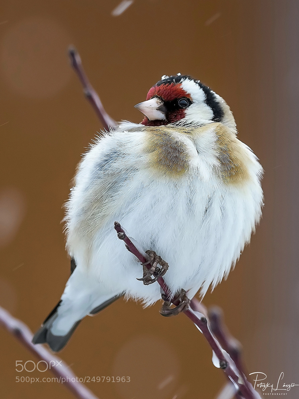 Olympus OM-D E-M1 Mark II sample photo. European goldfinch photography