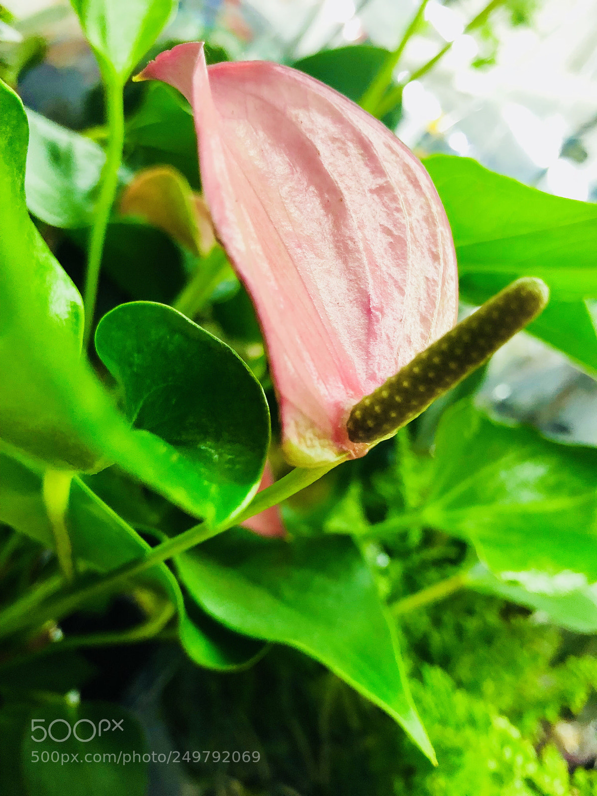Apple iPhone 8 sample photo. Full bloom photography