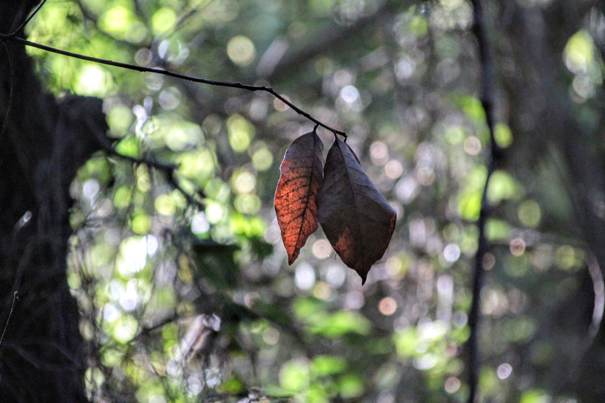 Canon EOS 700D (EOS Rebel T5i / EOS Kiss X7i) + Canon TS-E 90mm F2.8 Tilt-Shift sample photo. A leaf photography