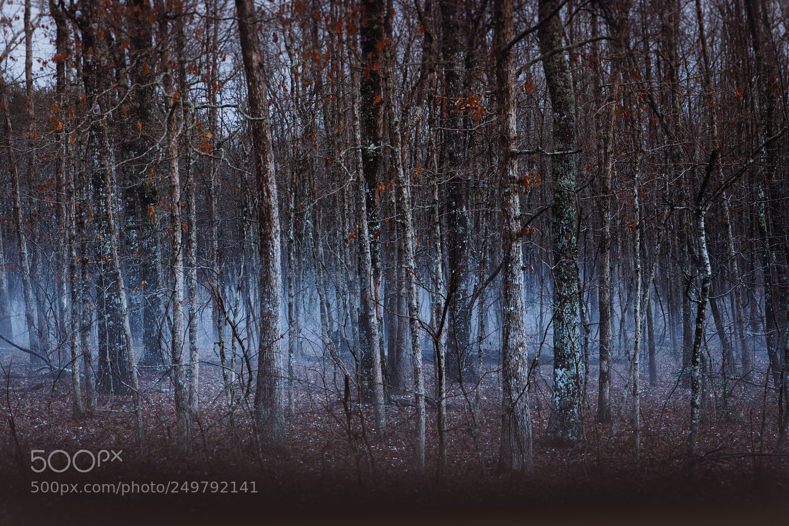 Canon EOS 5D Mark IV sample photo. The woods of east photography
