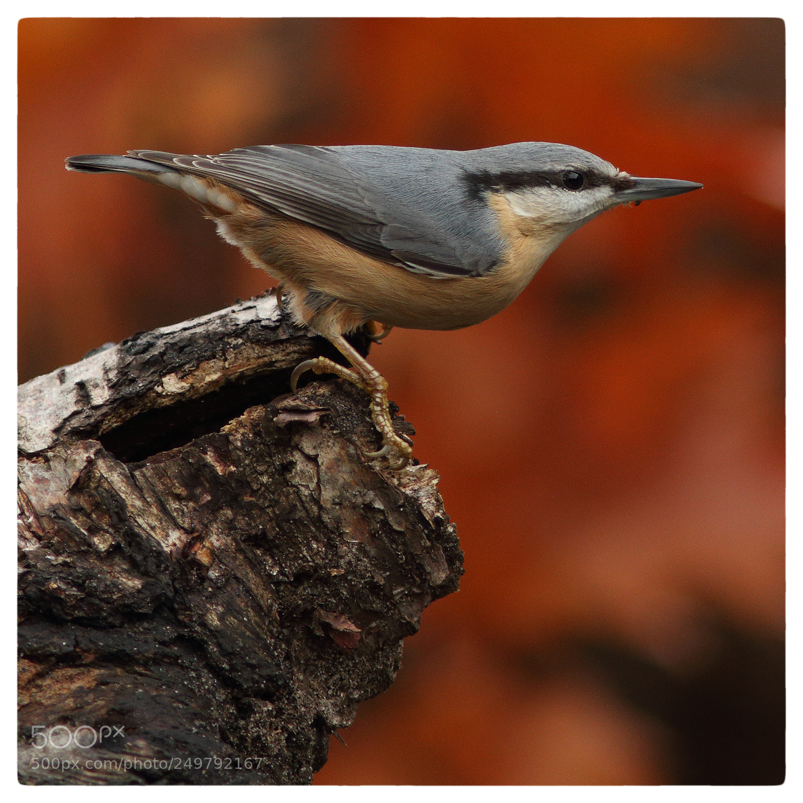 Canon EOS 70D sample photo. Eurasian nuthatch photography