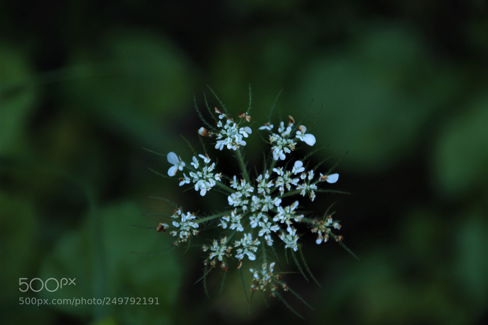 Canon EOS 700D (EOS Rebel T5i / EOS Kiss X7i) sample photo. White leaf photography