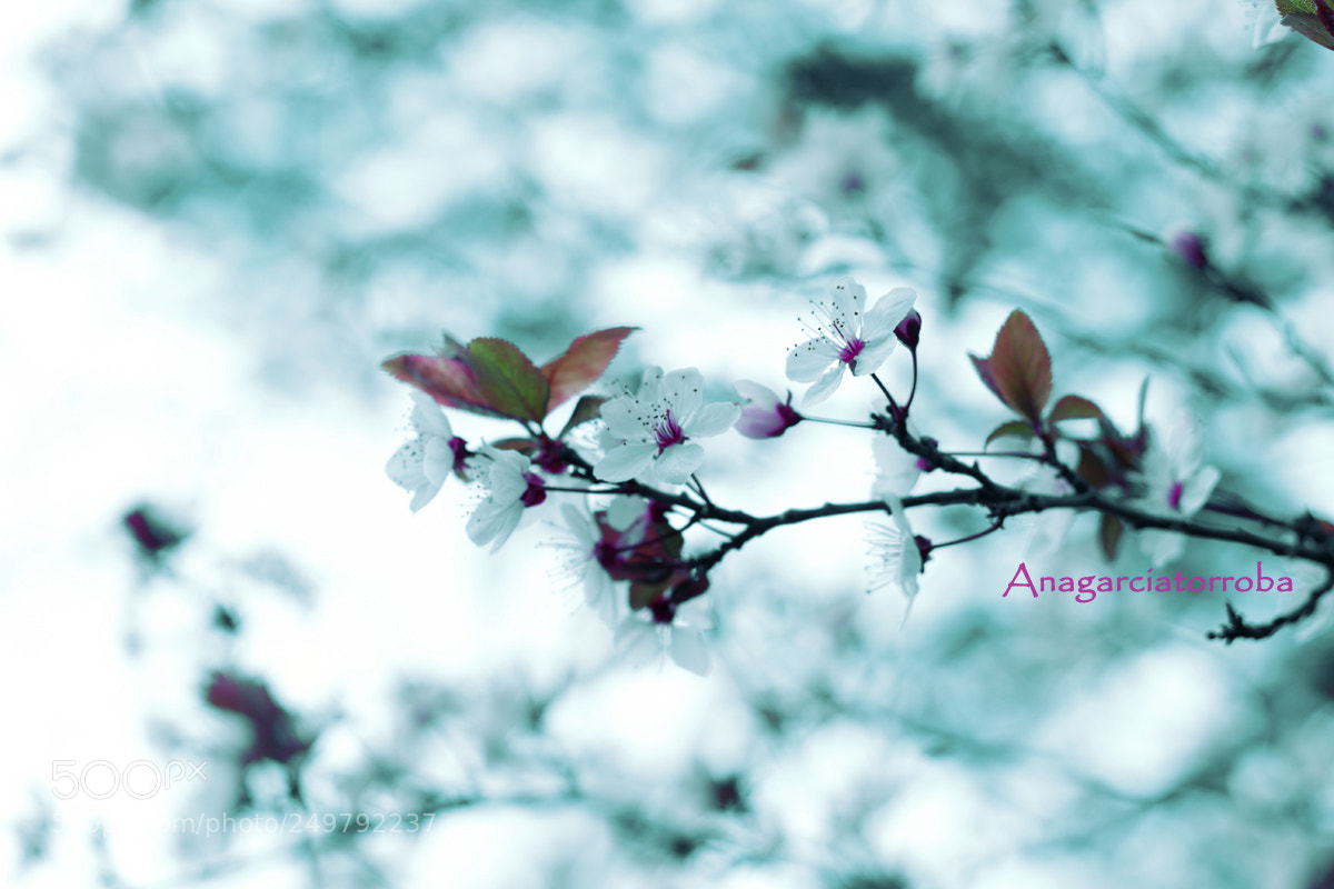 Canon EOS 1200D (EOS Rebel T5 / EOS Kiss X70 / EOS Hi) sample photo. Flores photography