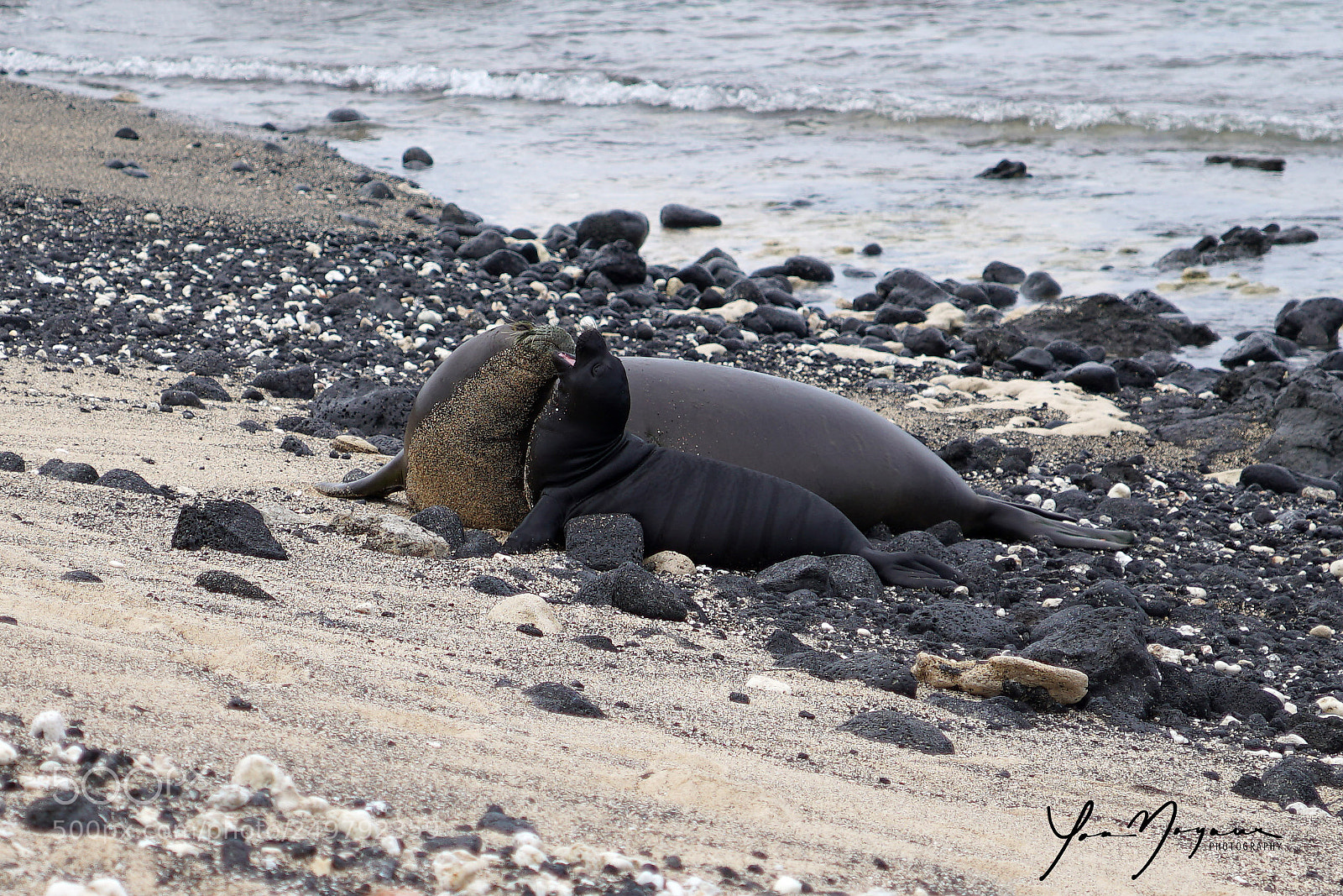 Sony a99 II sample photo. Hawaiian monk seal with photography