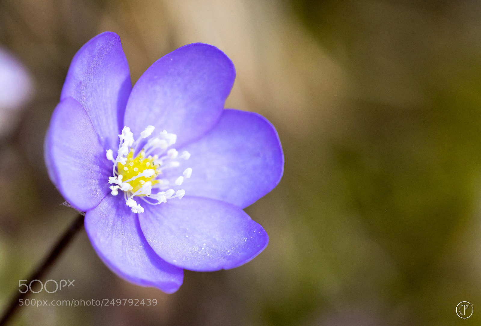 Canon EOS 7D Mark II sample photo. Purple flower photography