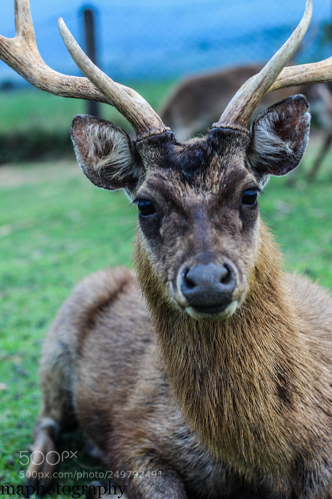 Canon EOS 700D (EOS Rebel T5i / EOS Kiss X7i) sample photo. Reindeer photography