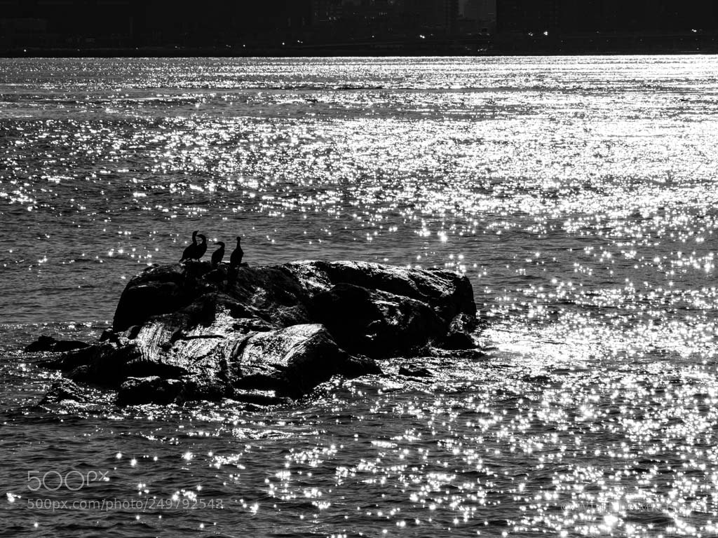 Olympus OM-D E-M1 Mark II sample photo. Cormorant island photography
