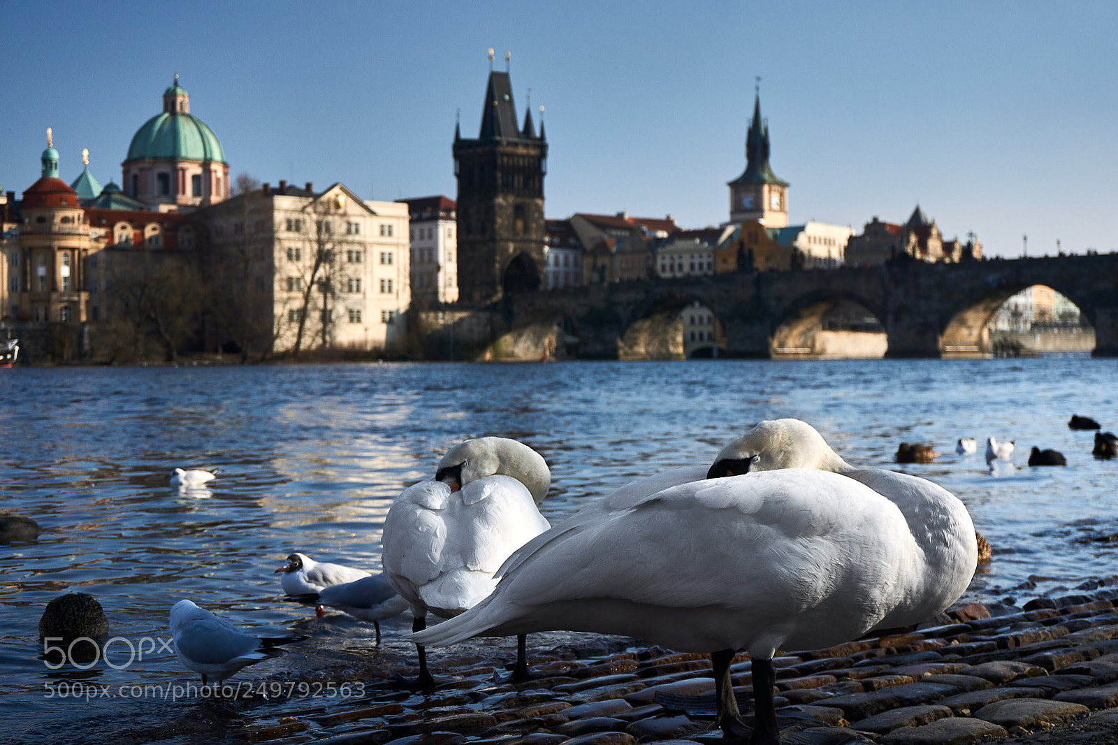 Sony a6000 sample photo. Swans in prague photography