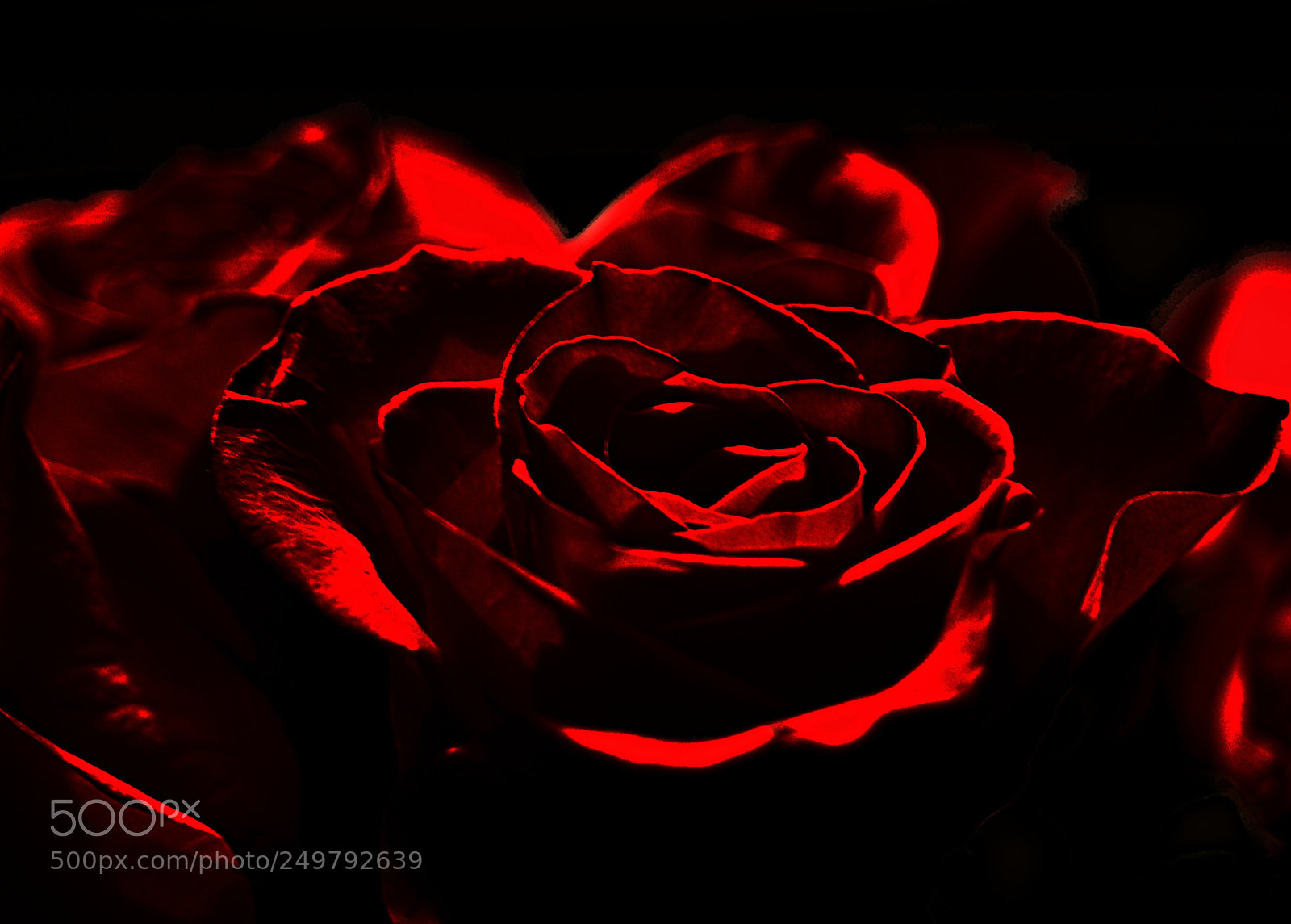Nikon D7000 sample photo. Rose in the dark photography
