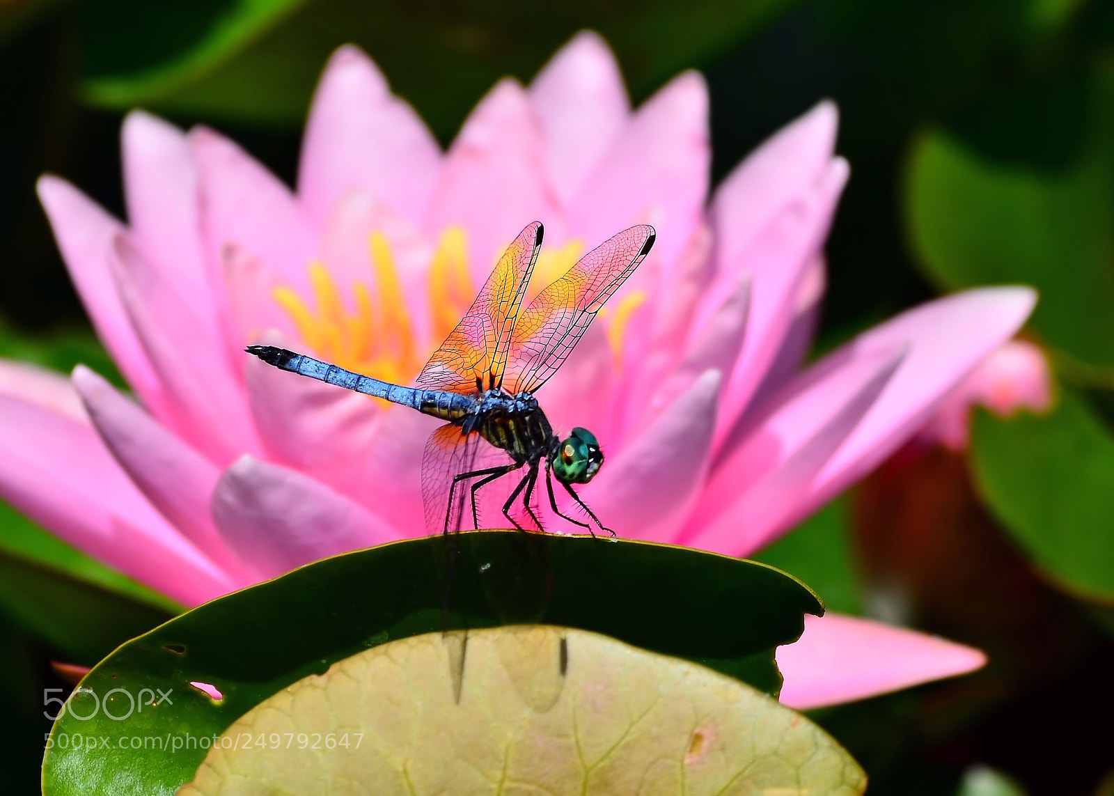 Nikon D7000 sample photo. Bugged pink photography