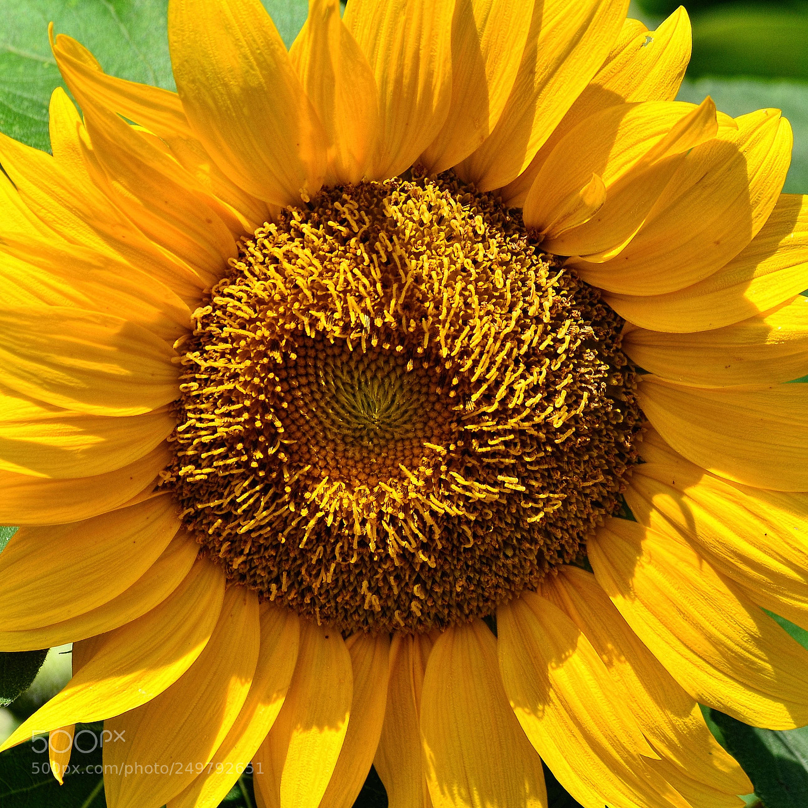 Nikon D7000 sample photo. Sun flower photography