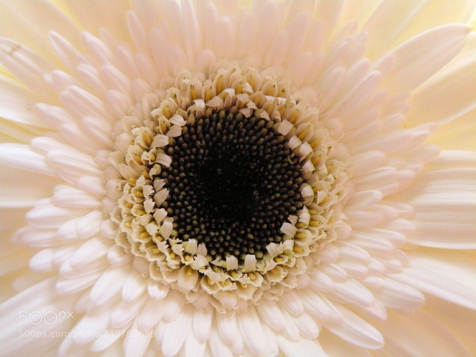 Nikon Coolpix P80 sample photo. The face of a photography