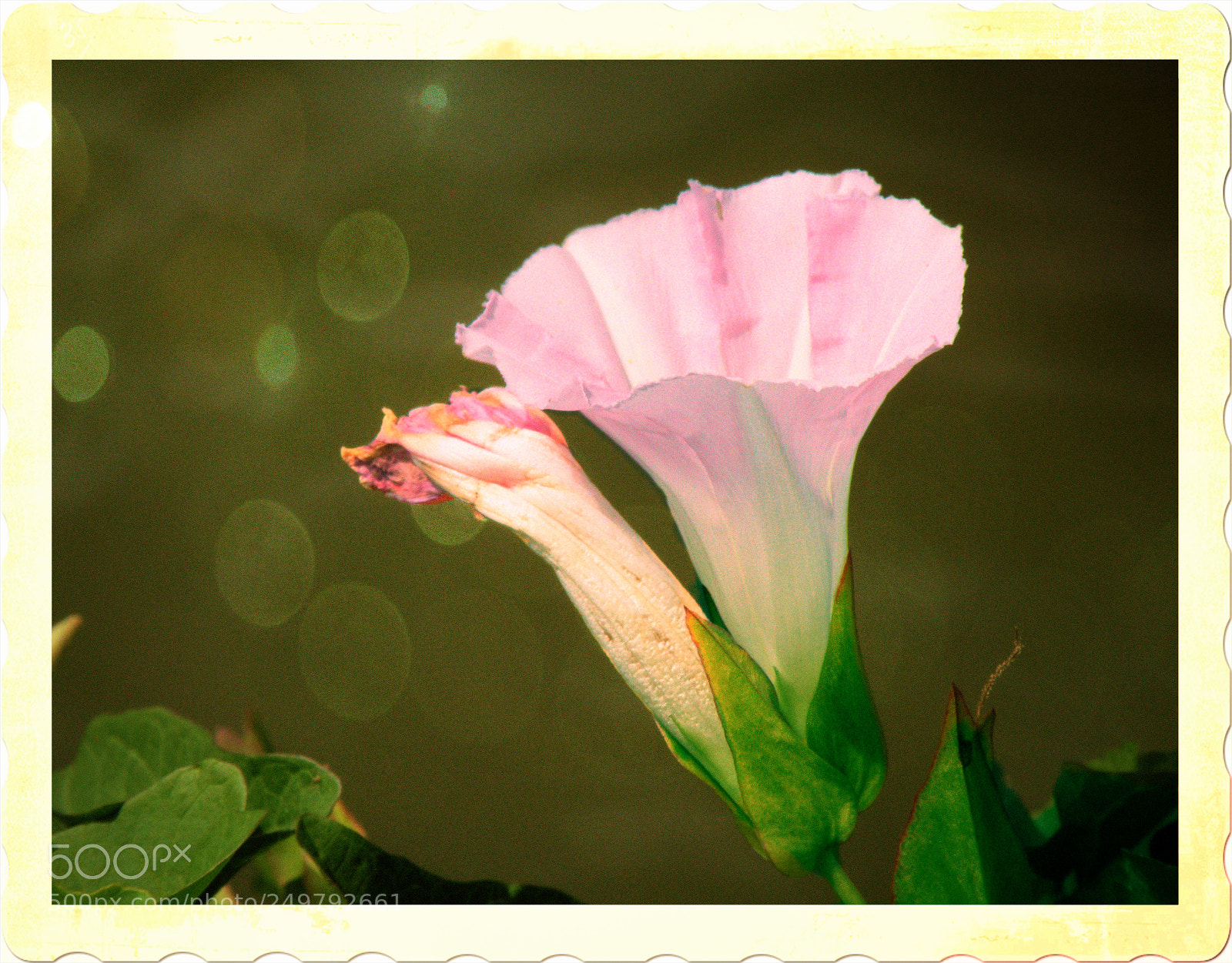 Nikon Coolpix P80 sample photo. Growing free photography