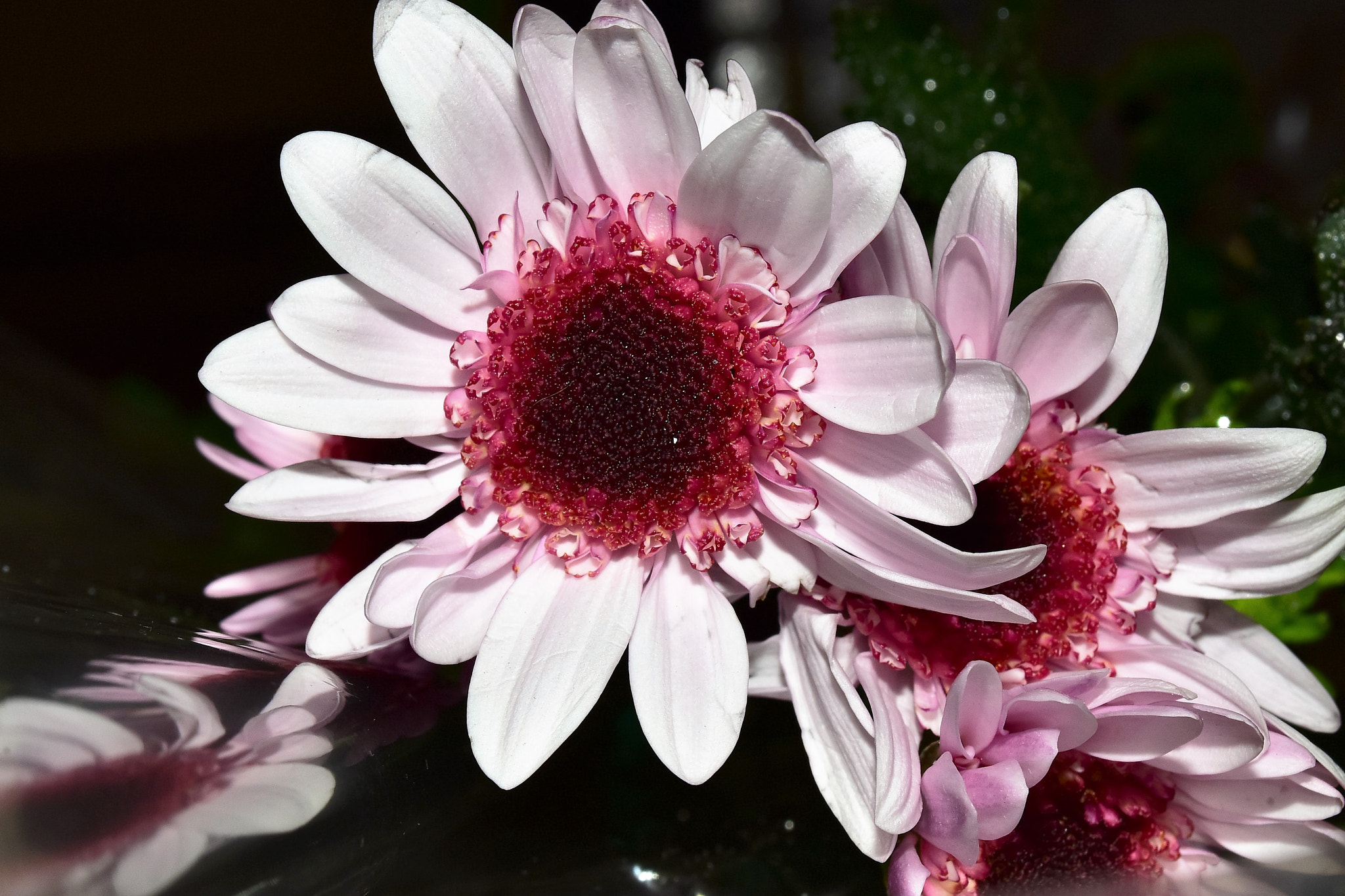 Nikon D810 sample photo. Pink flowers photography