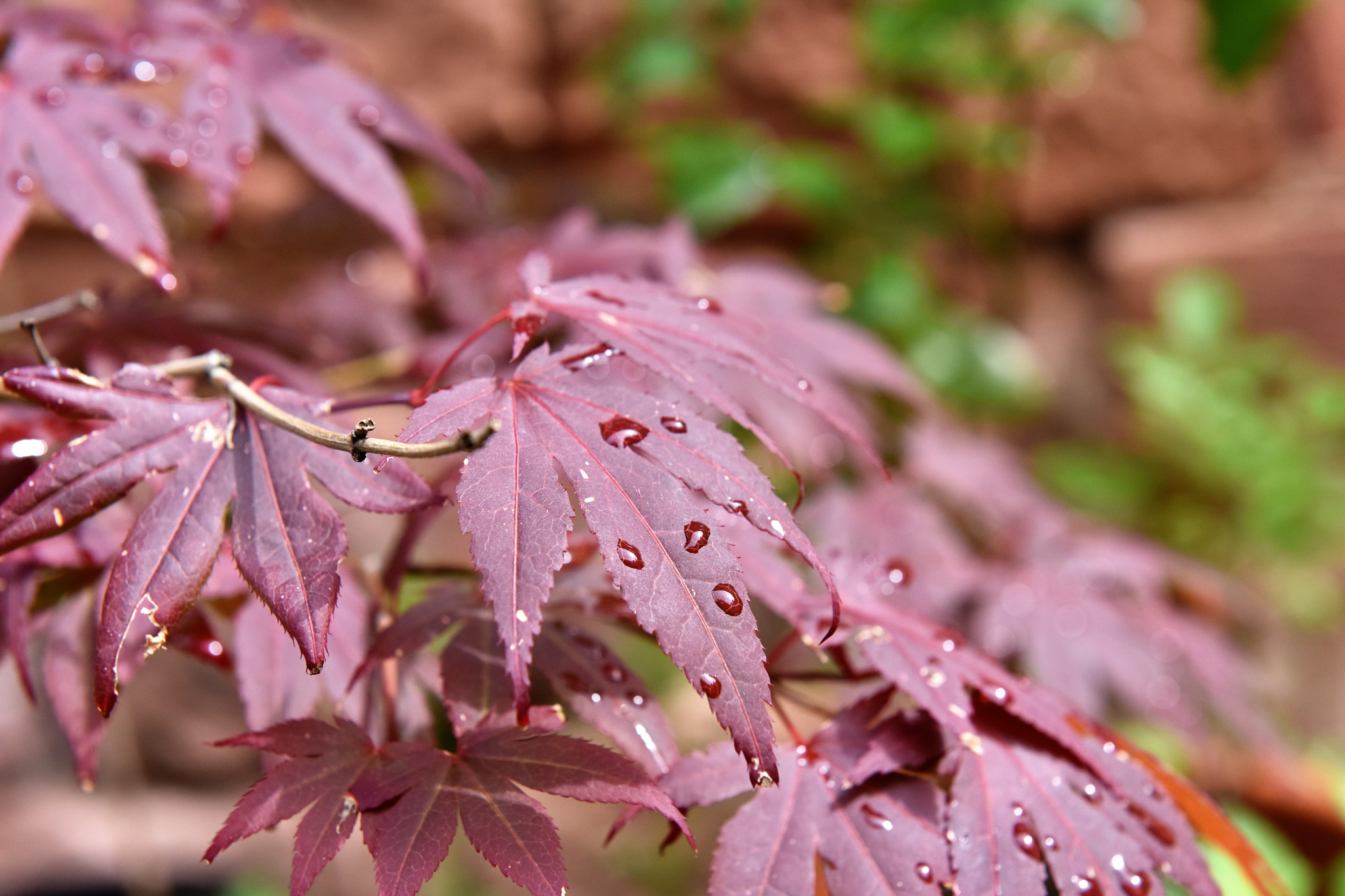 Nikon AF-S Nikkor 24-70mm F2.8G ED sample photo. Rain drops photography