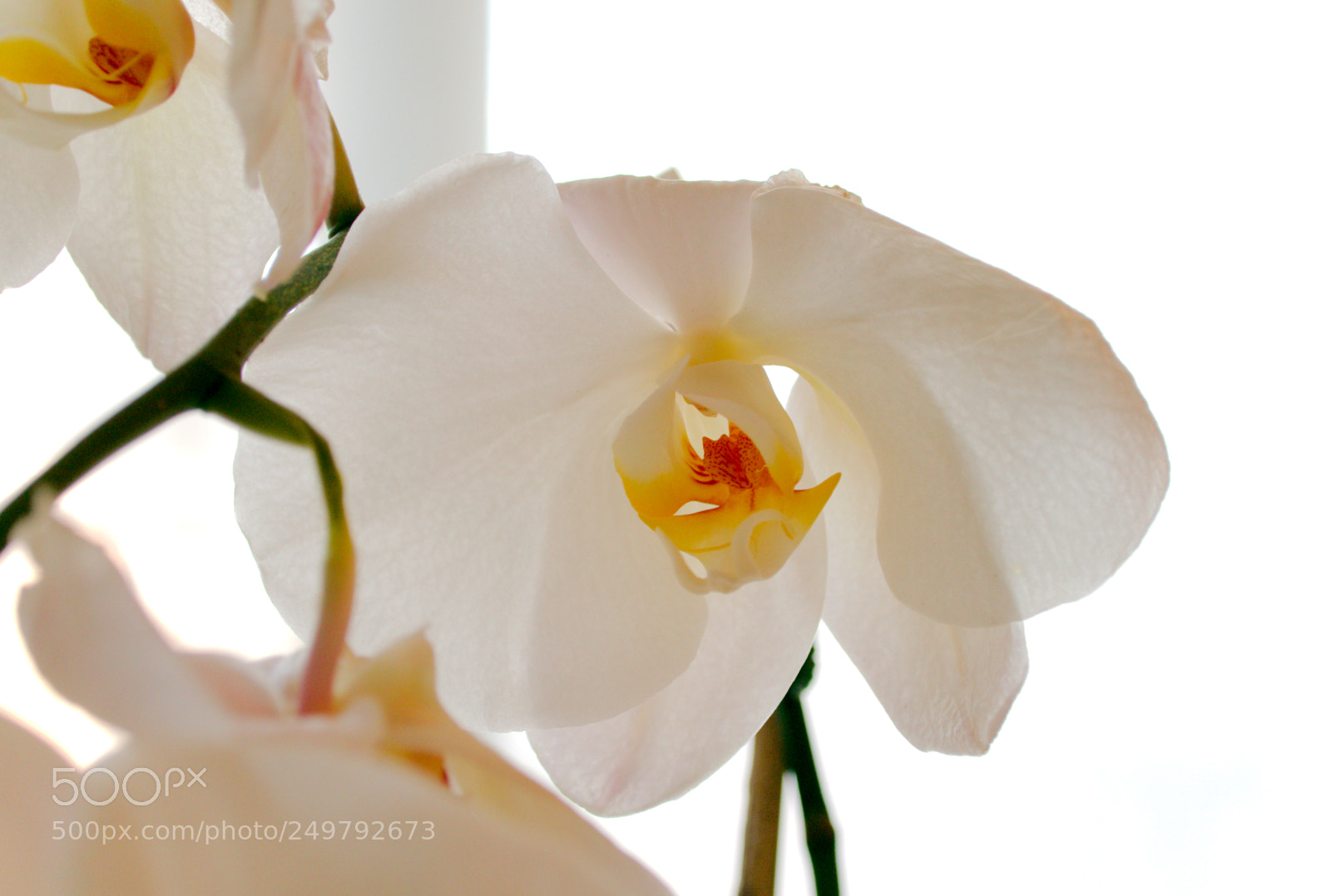 Nikon D810 sample photo. Natural beauty photography