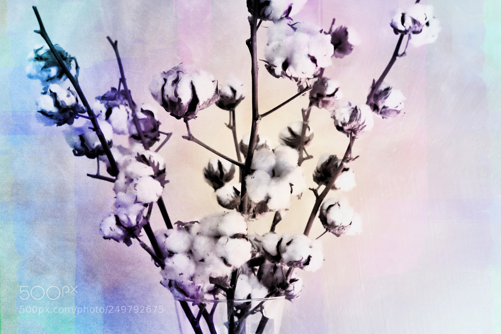 Nikon D810 sample photo. Cotton plant photography