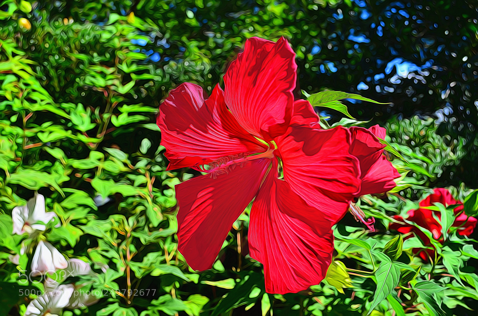 Nikon D7000 sample photo. Daring red photography