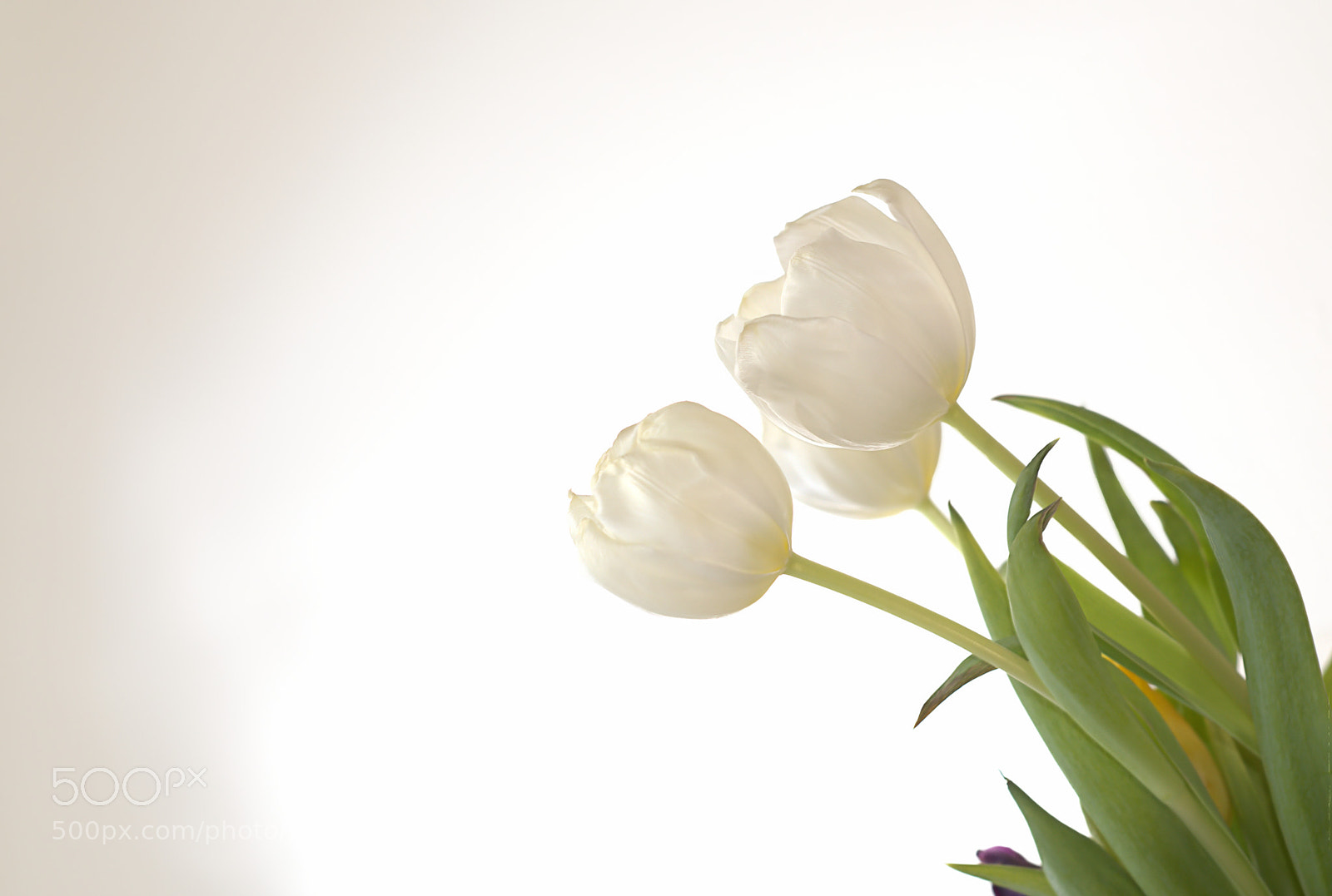 Nikon D810 sample photo. Tulips photography