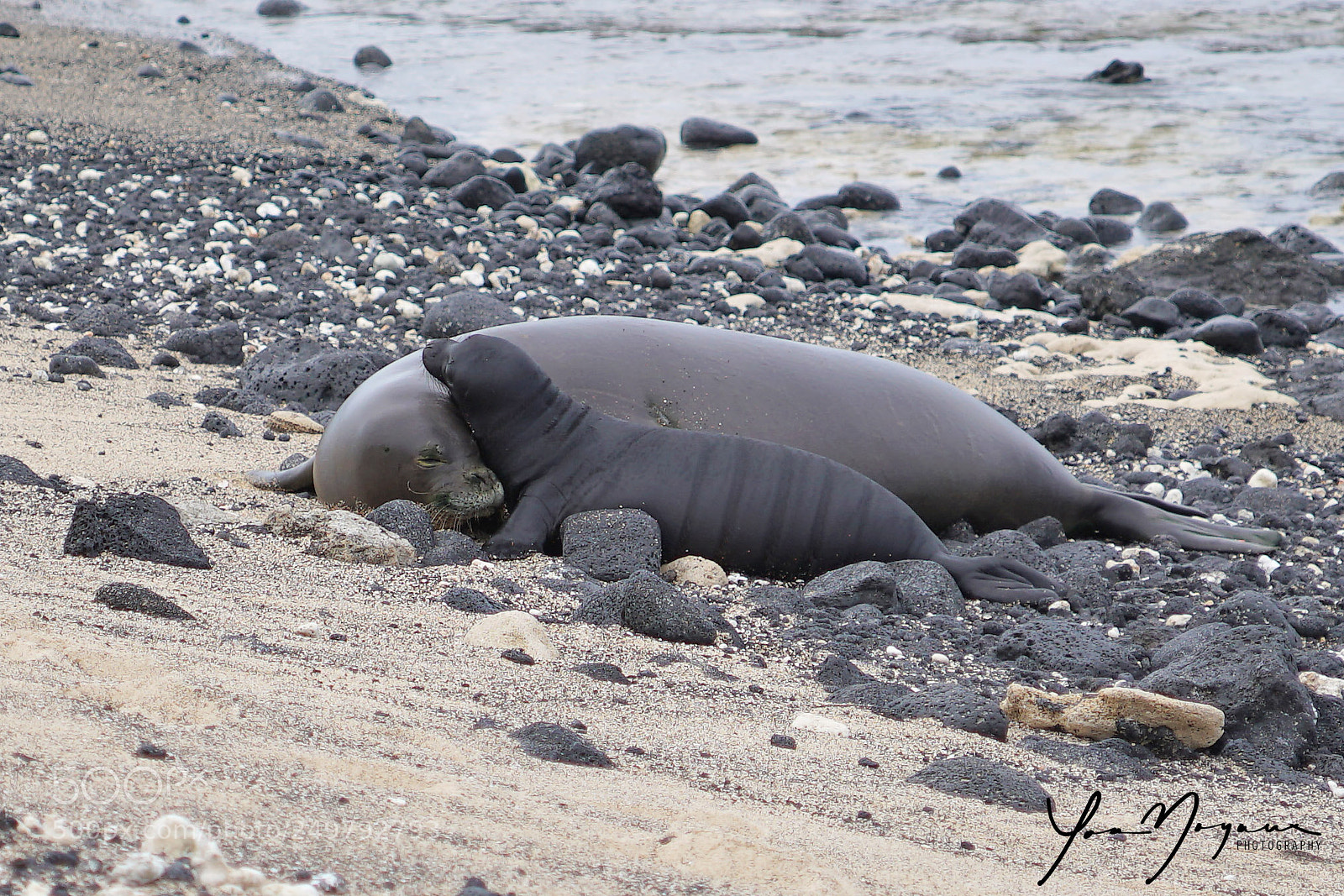 Sony a99 II sample photo. Hawaiian monk seal with photography