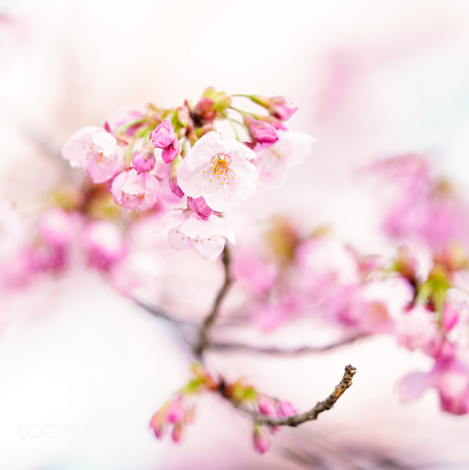Sony a7R III sample photo. 開花宣言 2018-2 photography