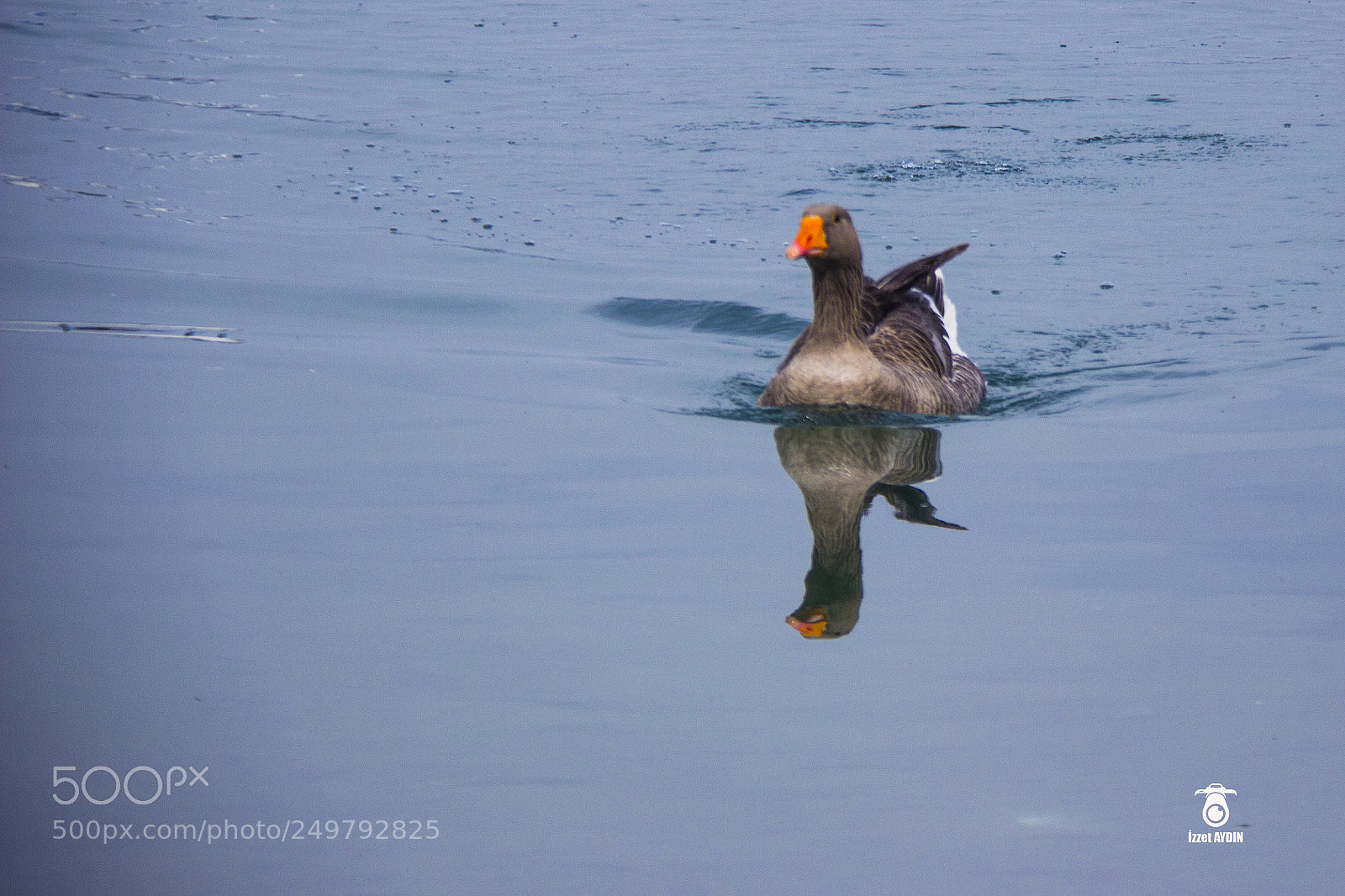 Canon EOS 600D (Rebel EOS T3i / EOS Kiss X5) sample photo. Happy duck photography