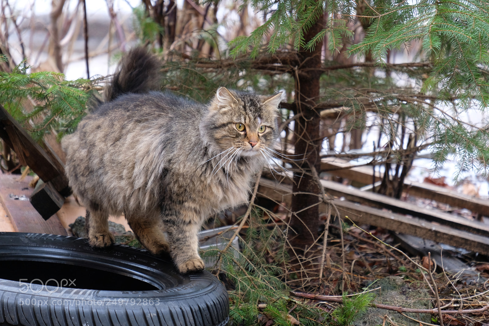Fujifilm X-T20 sample photo. Local boss-cat photography
