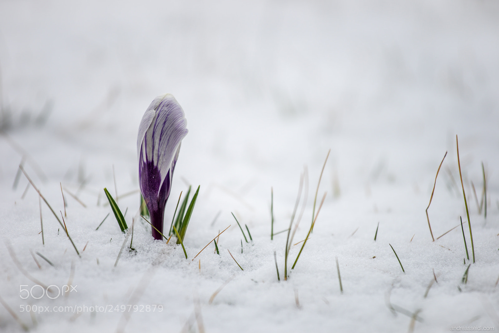 Sony a7 sample photo. Krokus im schnee photography