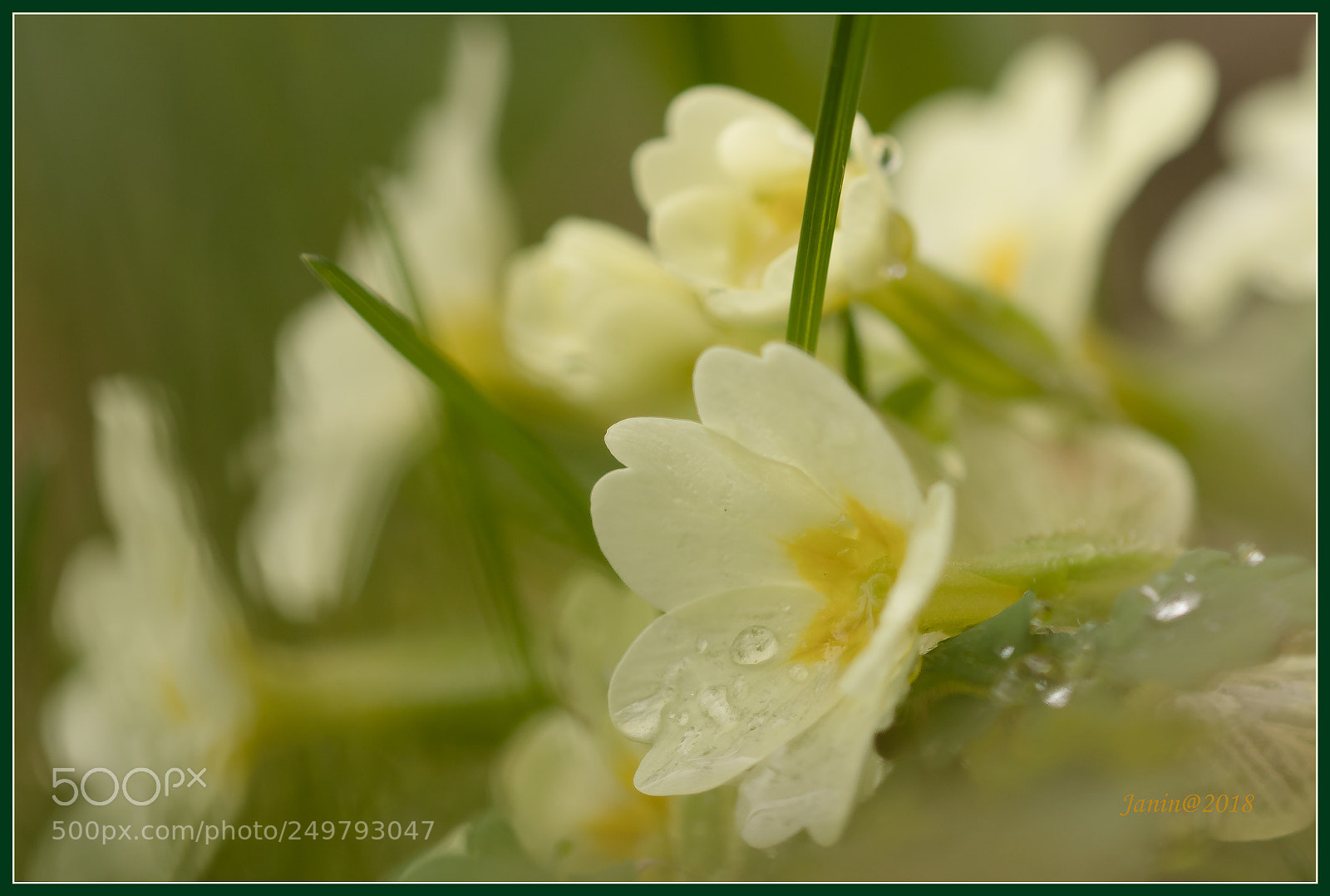 Canon EOS 77D (EOS 9000D / EOS 770D) sample photo. Yellow flowers after rain photography