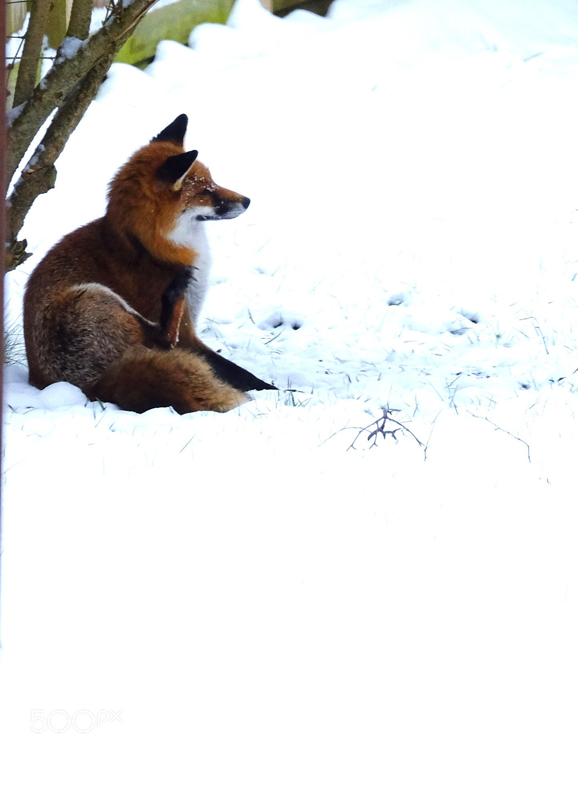 Fujifilm X-T10 sample photo. Arctic fox? almost photography