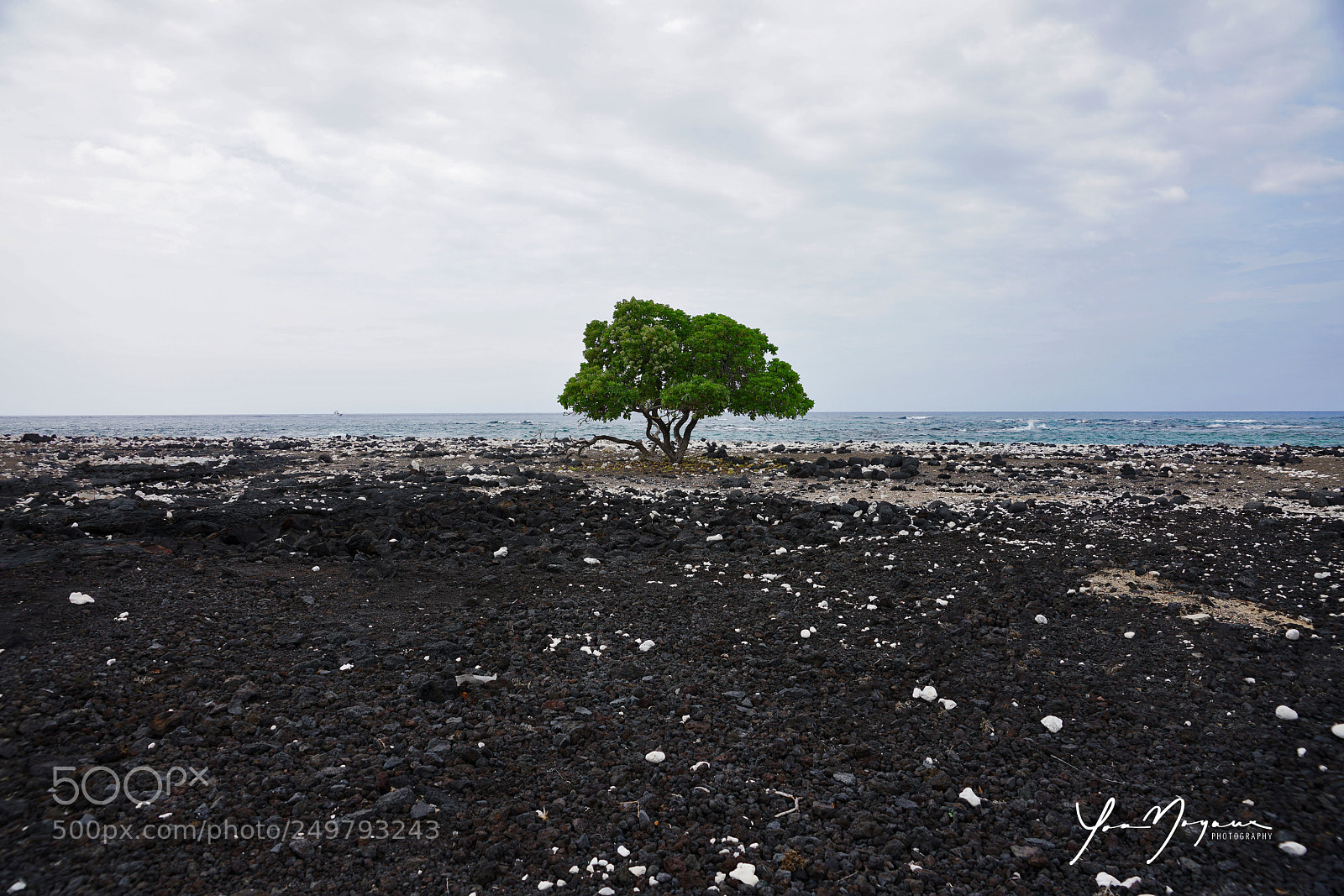 Sony a99 II sample photo. Tree of life photography