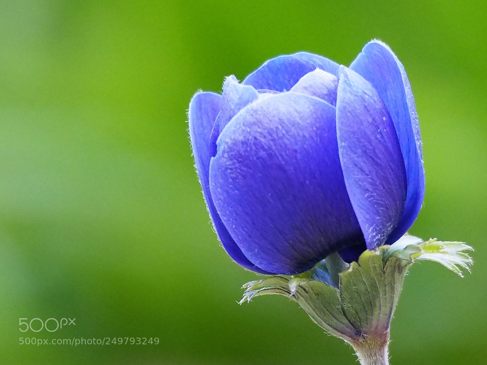 Olympus OM-D E-M5 sample photo. Blue spring photography