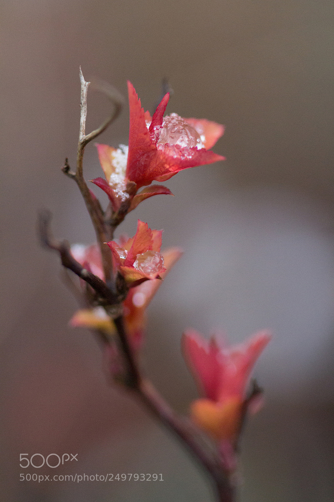 Canon EOS 700D (EOS Rebel T5i / EOS Kiss X7i) sample photo. Perles de neige pearls photography