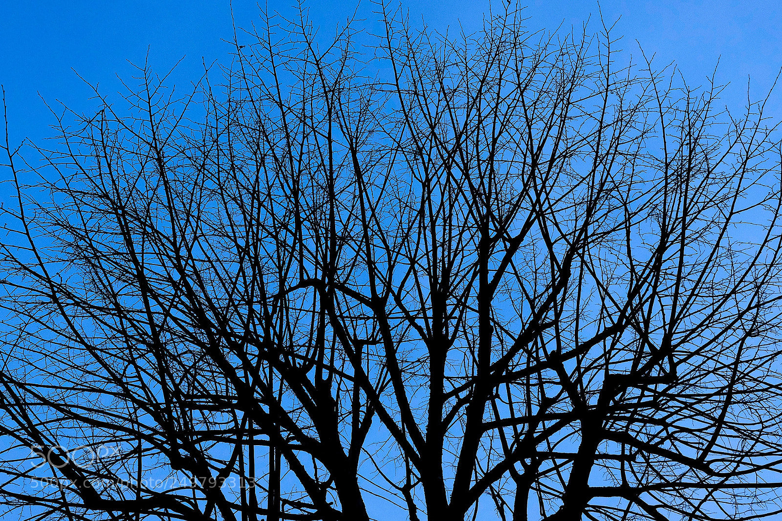 Fujifilm X-T10 sample photo. Blue photography