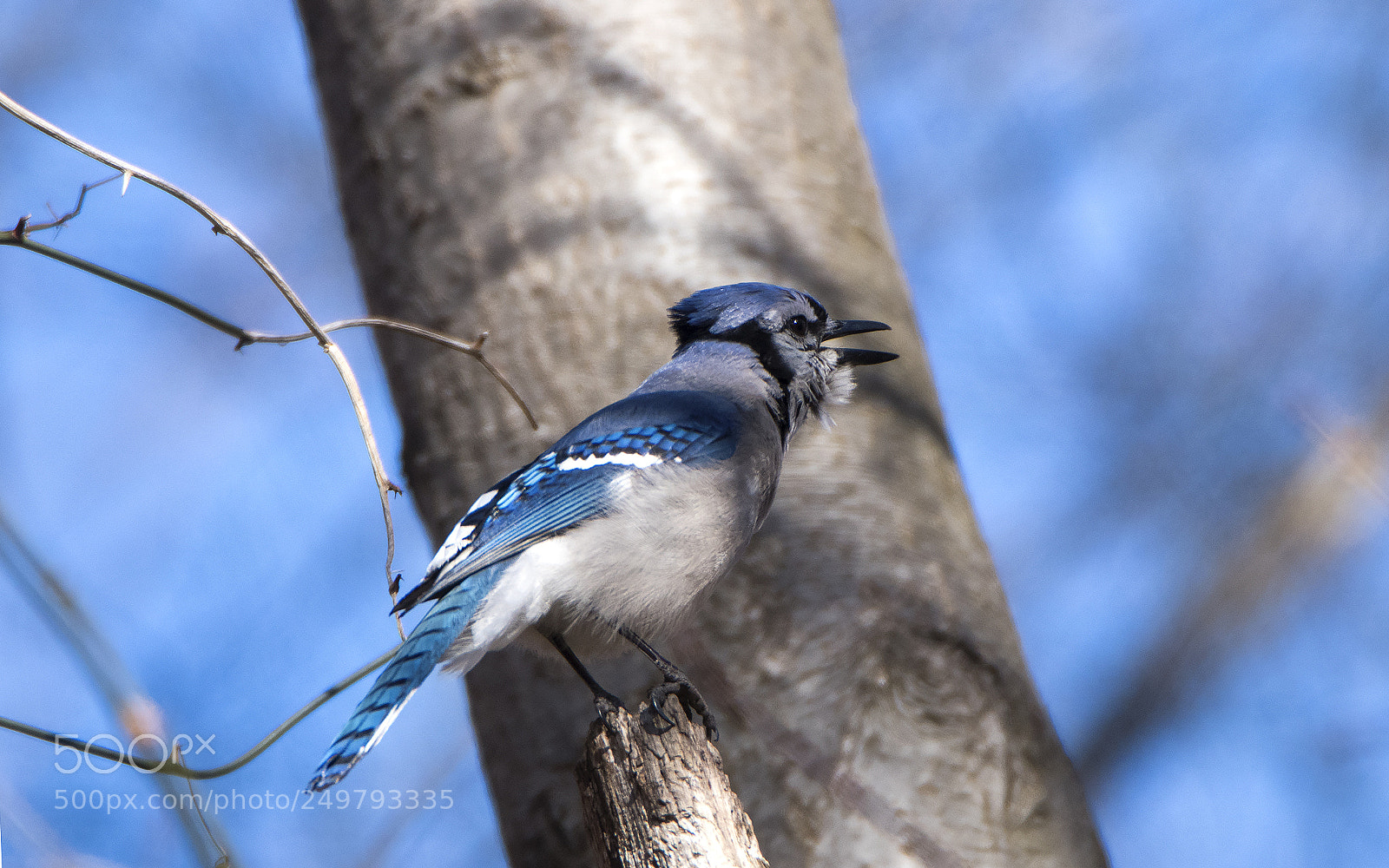 Canon EOS 80D sample photo. Blue jay singing photography