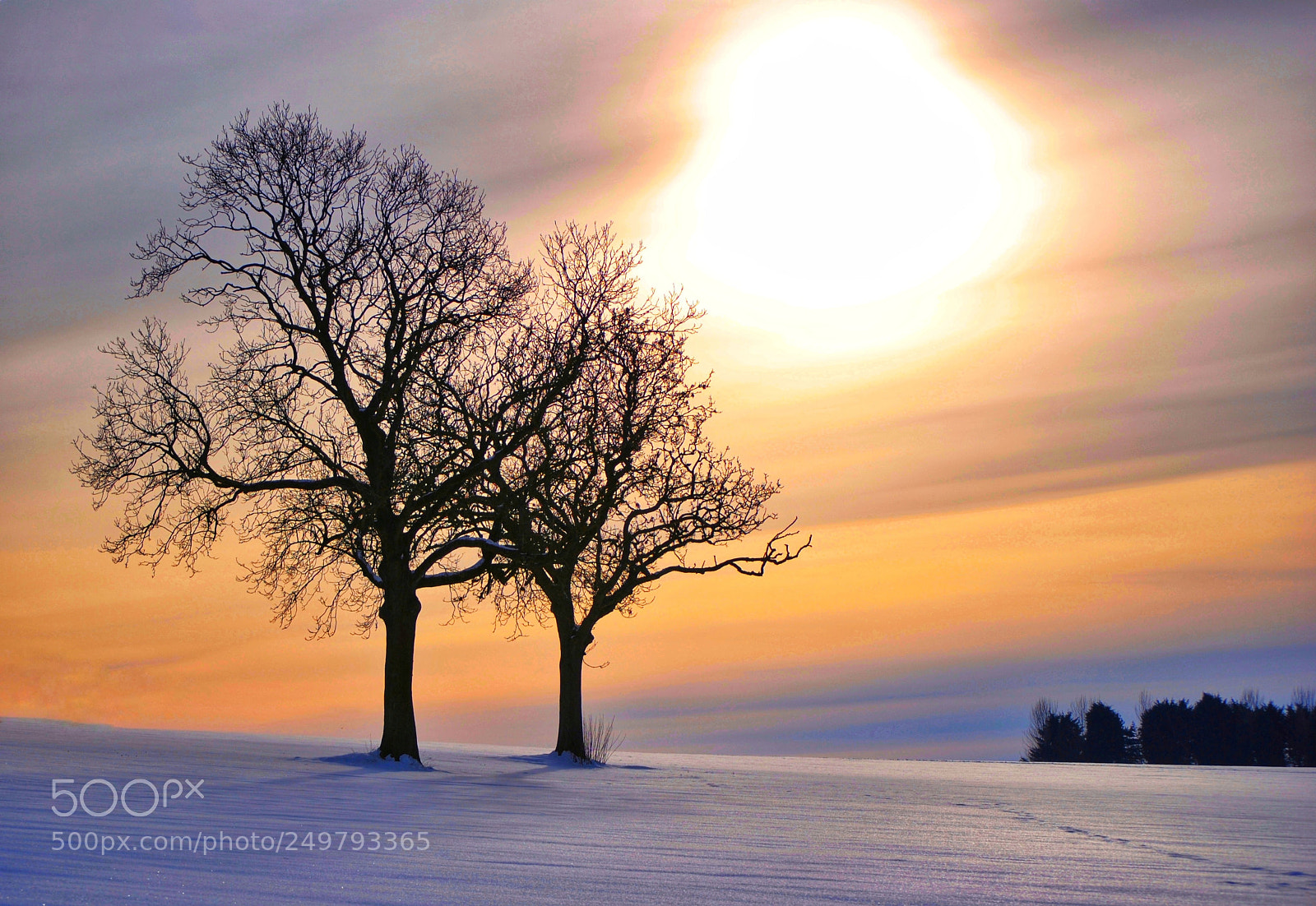 Nikon D3000 sample photo. Winter trees at sunset photography