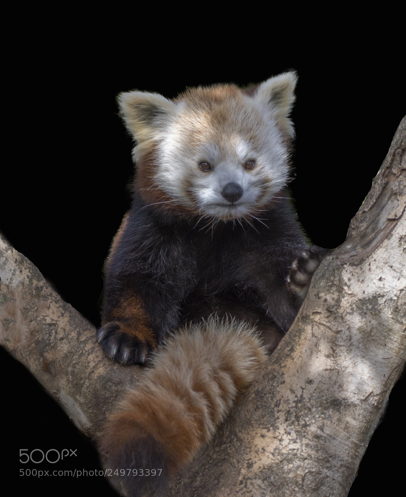 Nikon D7100 sample photo. Red panda photography