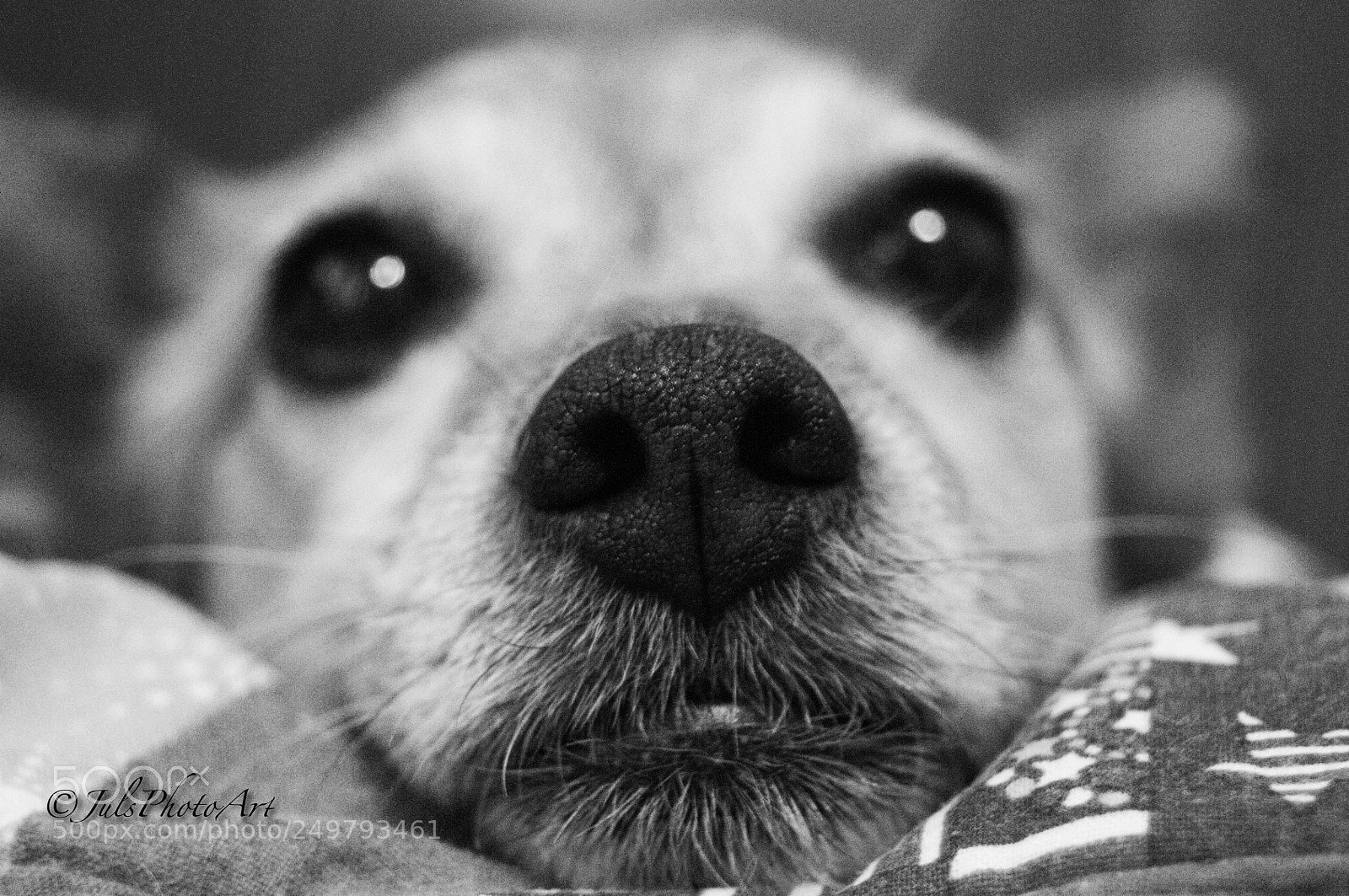 Nikon D300S sample photo. Truffle nose photography